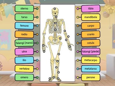Le ossa dello scheletro