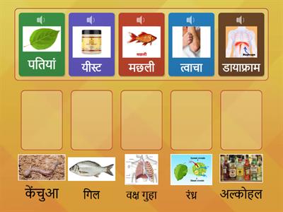 वर्ग-7, विज्ञान,पाठ-6,मिलान कीजिए 