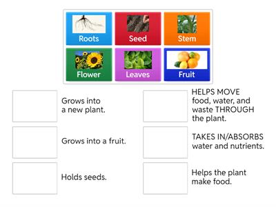 Match Plant Structures and Functions