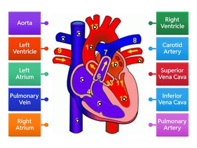 Circulatory Test Prep 