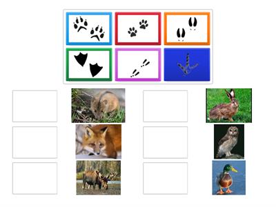 Следы животных