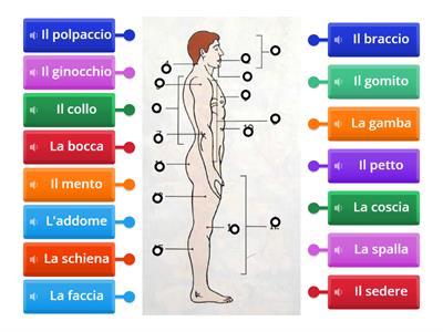 IL CORPO UMANO