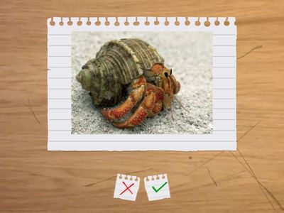 第七冊第四課紅樹林   語詞記憶