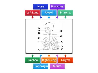 Respiratory System
