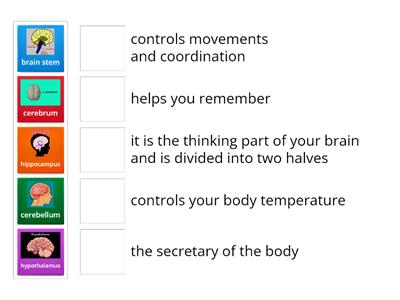 BRAIN PARTS- FUNCTIONS