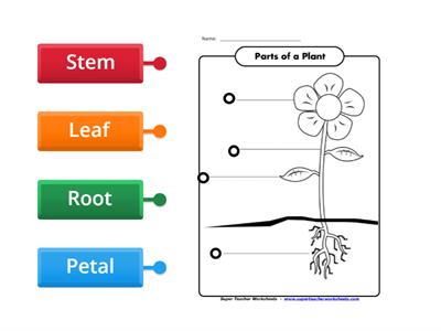 Plant Parts