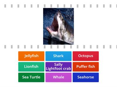  FIND THE MATCH (SEA ANIMALS)