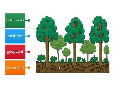 4. Az erdő szintjei 6.o.