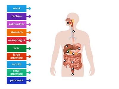 Digestive System Label