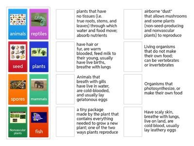Plant and Animal Classification