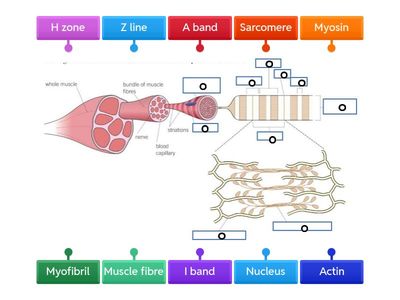 Muscle labelling