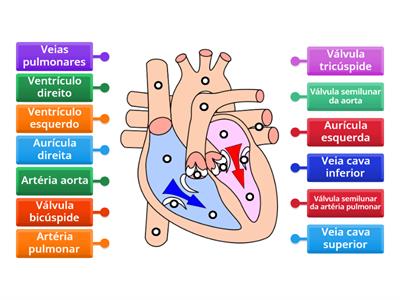 Morfologia do coração