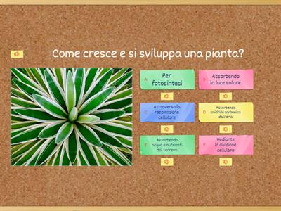 Le piante: perché bisogna prendersi cura di esse?