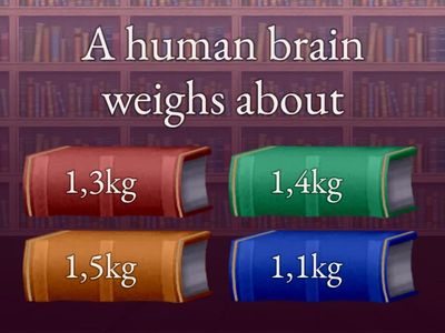 The Human Brain