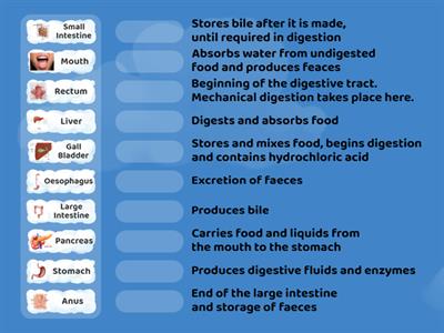 The Digestive System GCSE Biology 