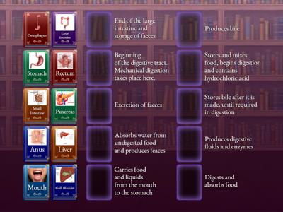 The Digestive System GCSE Biology 