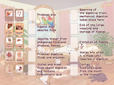 The Digestive System GCSE Biology 