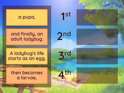 Life cycle of a ladybug