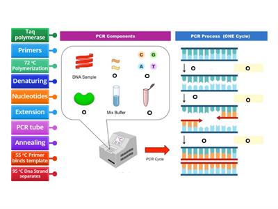 Label the PCR diagram