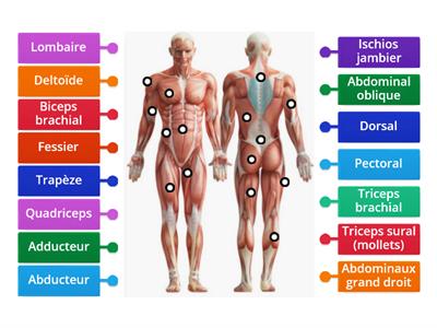 Les muscles du corps humain / Pour un langage commun en EPS