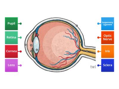 Eye Labelling