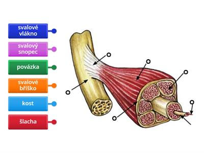 Stavba kosterního svalu obecně