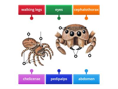 Spider External Anatomy