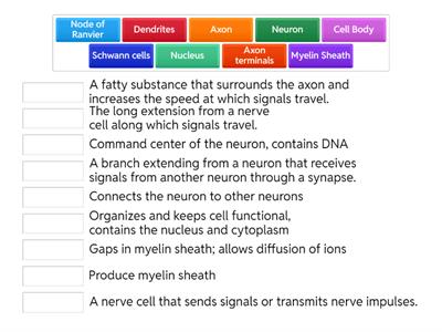 Parts of the Neuron