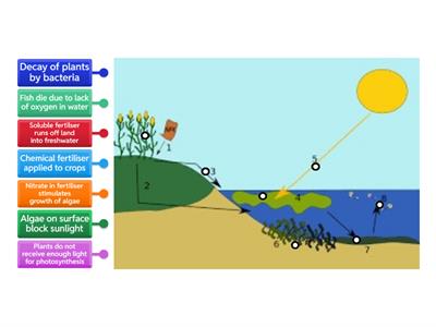 IGCSE Eutrophication