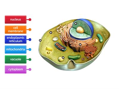  Label Animal Cell Organelles