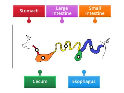 Monogastric Digestive System