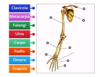 Scheletro - arto superiore