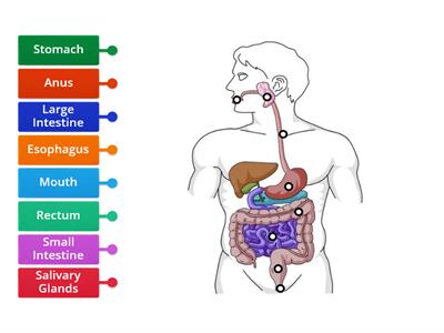 Digestive System