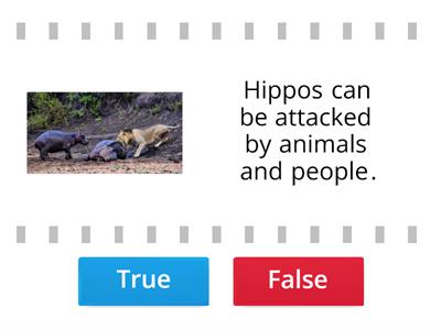 hippos 