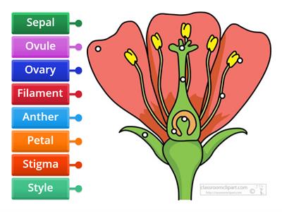 The structure of Flower