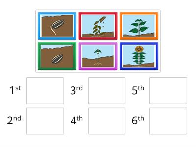 Life Cycle of a Sunflower