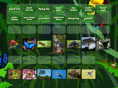 Rainforest Emergent Layer Animals