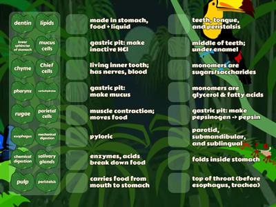 Mouth & Esophagus Vocabulary