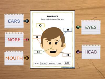 Label the Parts of the Head