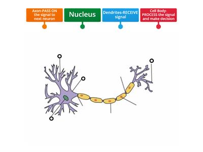 Label Neuron