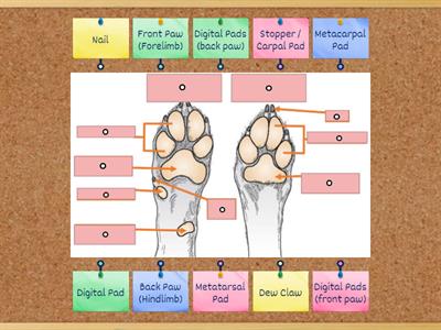 Canine Anatomy - Feet