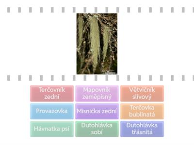 Lišejníky - zástupci