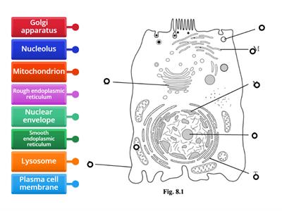 Animal cell to label
