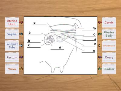 Female Reproductive System