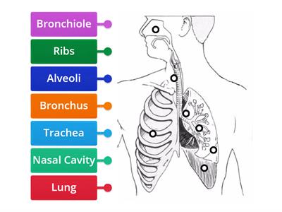 Lungs