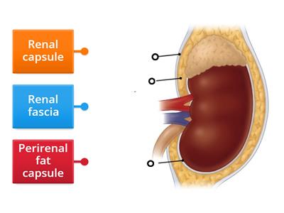 Medical Assisting 2: Urinary System | External Kidney