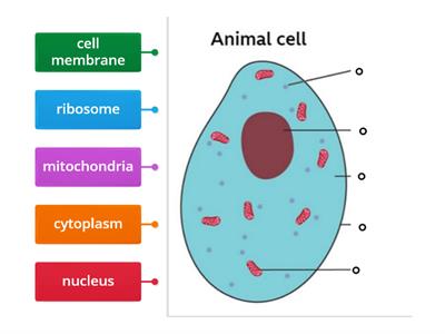 animal cell