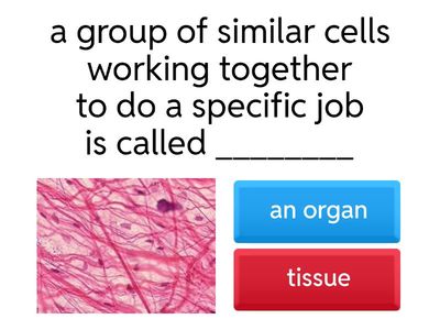 health quiz 1,test 1 fourth grade