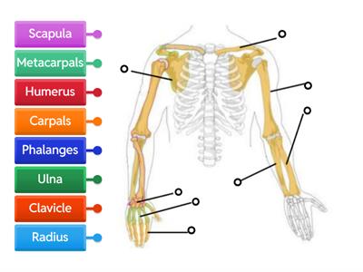 Arm Bones