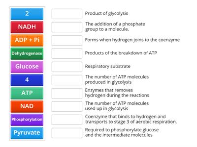 CAX KS5    Glycolysis Review